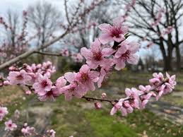 Almond 'Hall's Hardy'