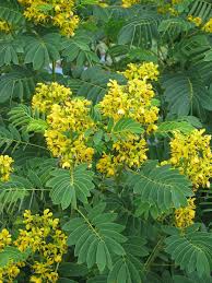 American Senna