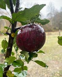 Apple 'Arkansas Black'