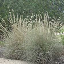 Big Muhly