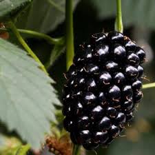 Blackberry 'Sweet Ark Caddo'