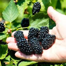 Blackberry 'Prime Ark Freedom'