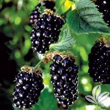 Blackberry 'Sweet Ark Ponca'
