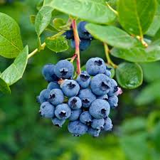 Blueberry 'Ozark Blue'