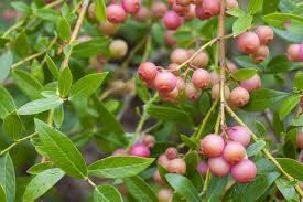 Blueberry 'Pink Lemonade'