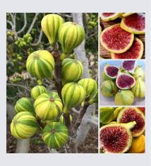 Fig 'Tiger Stripe Panache'