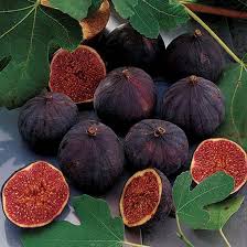 Fig 'Violette de Bordeaux'