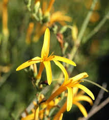 Flame Acanthus 'Benny's Gold'