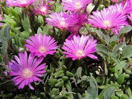 Hardy Ice Plant