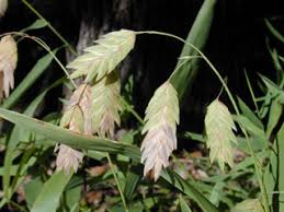 Inland Seaoats