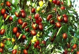 Jujube 'Contorted'