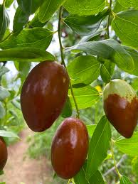 Jujube 'GA 866'