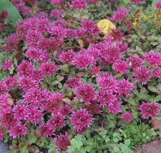 Stonecrop 'John Creech'