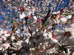 Almond 'Texas Mission'