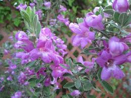 Texas Sage 'Green Cloud'