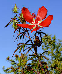 Texas Star Hibiscus