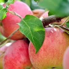 Apple 'Stayman Winesap'