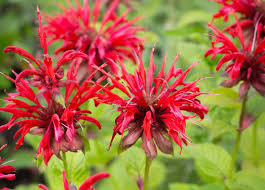 Bee Balm 'Jacob Cline'