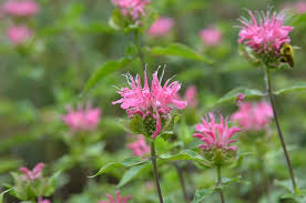 Bee Balm 'Marshall's Delight'