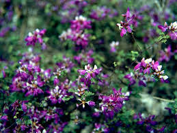 Black Dalea