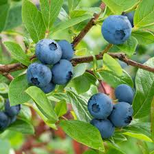 Blueberry Climax