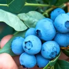 Blueberry Powderblue