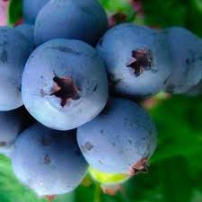Blueberry Premier