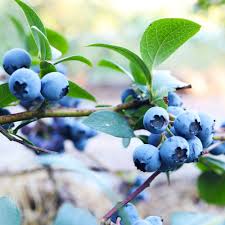 Blueberry 'Sunshine Blue'