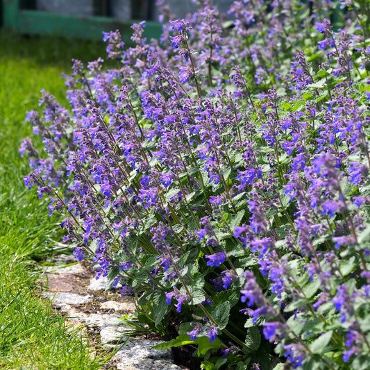 Catmint 'Walkers Low'