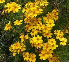 Copper Canyon Daisy