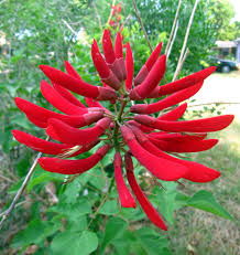 Coral Bean 'Giant'