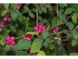 Coralberry