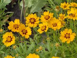 Coreopsis 'Lanceleaf'