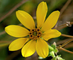 Cutleaf Daisy 'Engelmann'