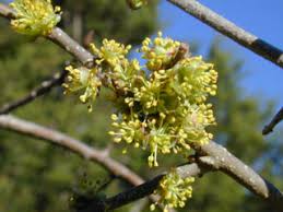 Elbow Bush
