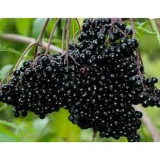 Elderberry 'Johns'