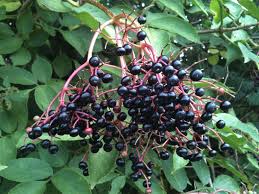 Elderberry 'Ranch'