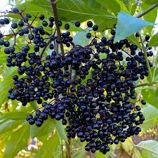 Elderberry 'Wyldewood'
