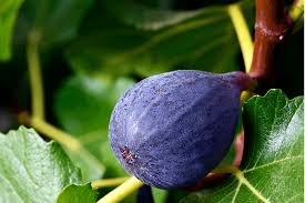 Fig 'LSU Purple'