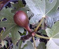 Fig 'Texas Everbearing'