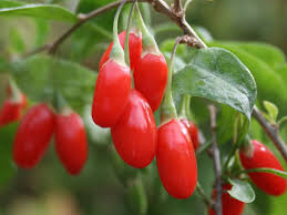 Goji Berry 'Phoenix Tears'