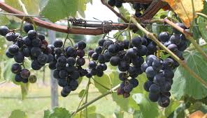 Grape Vine 'Champanel'
