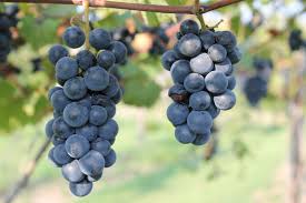 Grape Vine 'Lomanto'