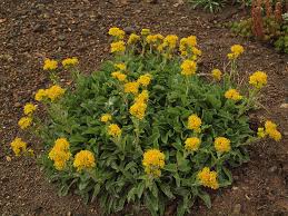 Gray Goldenrod