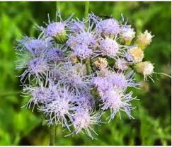 Gregg's Mistflower