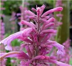 Hummingbird Mint 'Tutti Frutti'