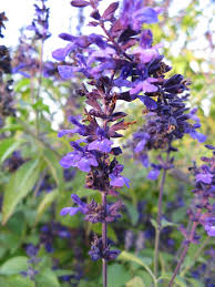 Sage 'Indigo Spires'