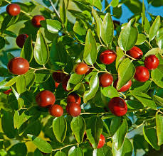 Jujube 'Li'