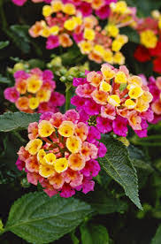 Lantana 'Confetti'