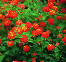 Lantana 'Dallas Red'